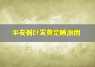 平安树叶发黄是啥原因