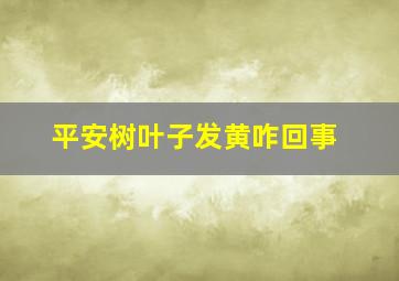 平安树叶子发黄咋回事