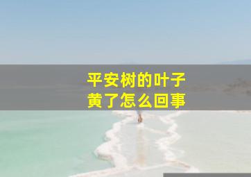 平安树的叶子黄了怎么回事