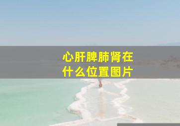 心肝脾肺肾在什么位置图片