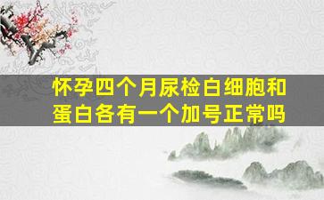 怀孕四个月尿检白细胞和蛋白各有一个加号正常吗