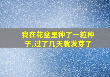 我在花盆里种了一粒种子,过了几天就发芽了