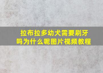 拉布拉多幼犬需要刷牙吗为什么呢图片视频教程