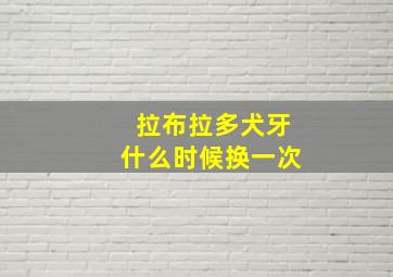 拉布拉多犬牙什么时候换一次