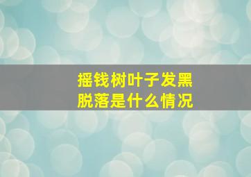 摇钱树叶子发黑脱落是什么情况