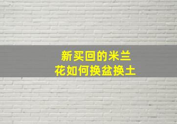 新买回的米兰花如何换盆换土