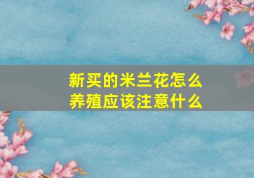 新买的米兰花怎么养殖应该注意什么