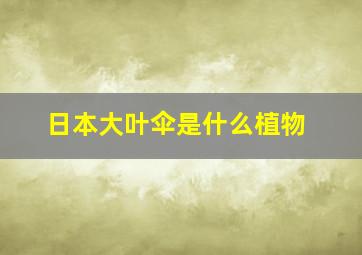 日本大叶伞是什么植物