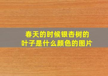 春天的时候银杏树的叶子是什么颜色的图片