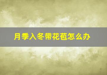 月季入冬带花苞怎么办