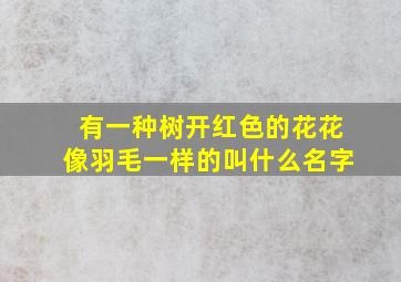 有一种树开红色的花花像羽毛一样的叫什么名字