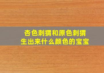 杏色刺猬和原色刺猬生出来什么颜色的宝宝