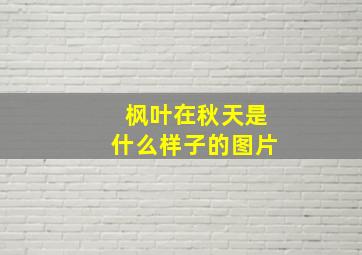 枫叶在秋天是什么样子的图片