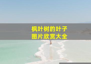 枫叶树的叶子图片欣赏大全