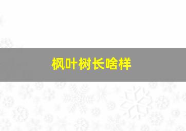 枫叶树长啥样