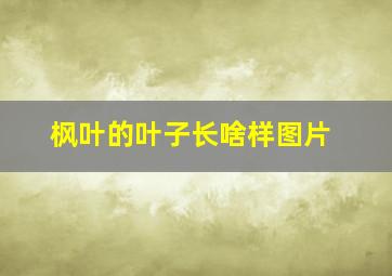 枫叶的叶子长啥样图片