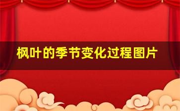 枫叶的季节变化过程图片