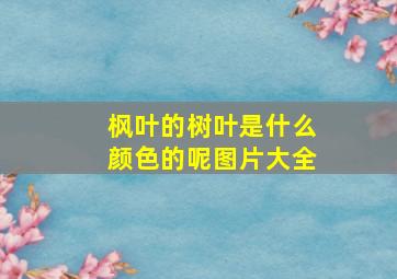 枫叶的树叶是什么颜色的呢图片大全