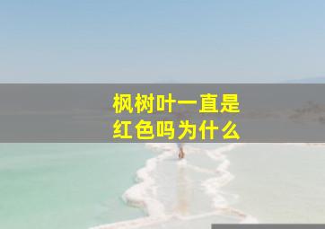 枫树叶一直是红色吗为什么