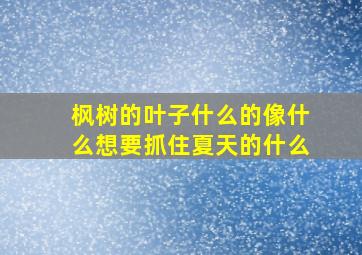 枫树的叶子什么的像什么想要抓住夏天的什么