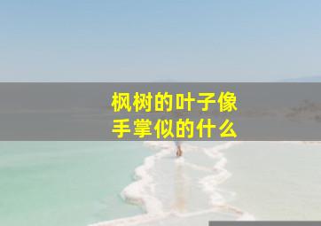 枫树的叶子像手掌似的什么