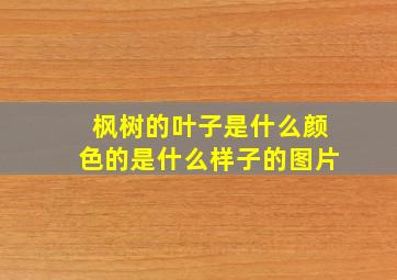 枫树的叶子是什么颜色的是什么样子的图片