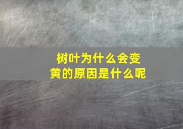 树叶为什么会变黄的原因是什么呢