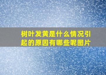 树叶发黄是什么情况引起的原因有哪些呢图片