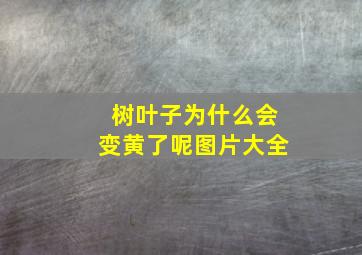 树叶子为什么会变黄了呢图片大全