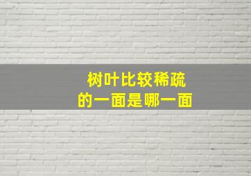 树叶比较稀疏的一面是哪一面