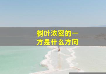 树叶浓密的一方是什么方向