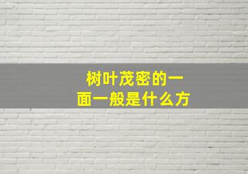 树叶茂密的一面一般是什么方