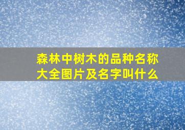 森林中树木的品种名称大全图片及名字叫什么