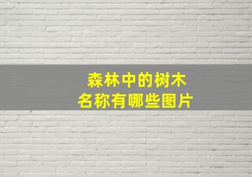 森林中的树木名称有哪些图片