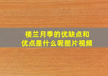 楼兰月季的优缺点和优点是什么呢图片视频