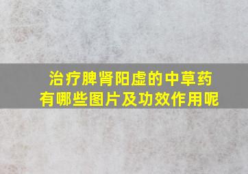 治疗脾肾阳虚的中草药有哪些图片及功效作用呢