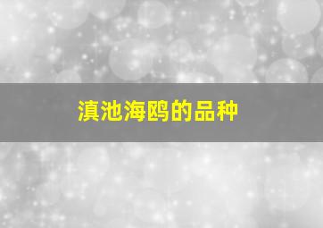 滇池海鸥的品种