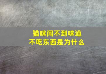 猫咪闻不到味道不吃东西是为什么