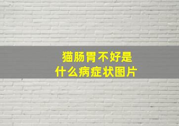 猫肠胃不好是什么病症状图片