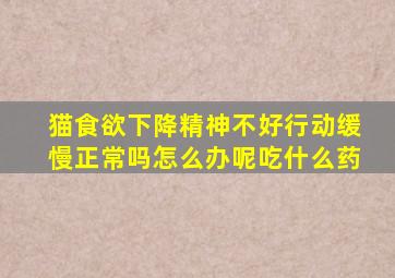 猫食欲下降精神不好行动缓慢正常吗怎么办呢吃什么药