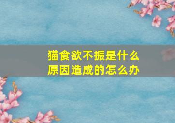 猫食欲不振是什么原因造成的怎么办