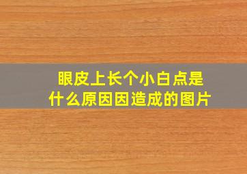 眼皮上长个小白点是什么原因因造成的图片