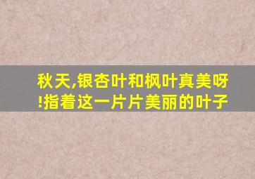 秋天,银杏叶和枫叶真美呀!指着这一片片美丽的叶子