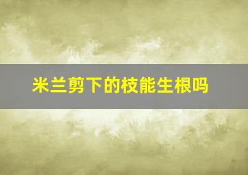 米兰剪下的枝能生根吗