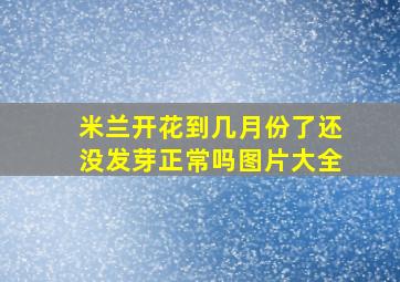 米兰开花到几月份了还没发芽正常吗图片大全