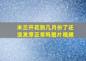 米兰开花到几月份了还没发芽正常吗图片视频