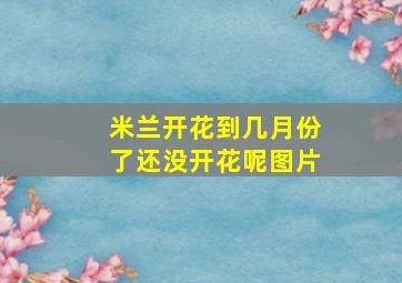 米兰开花到几月份了还没开花呢图片