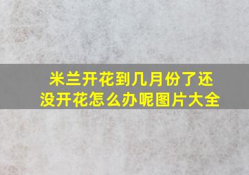 米兰开花到几月份了还没开花怎么办呢图片大全