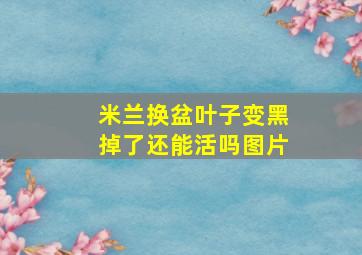 米兰换盆叶子变黑掉了还能活吗图片