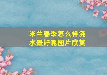 米兰春季怎么样浇水最好呢图片欣赏